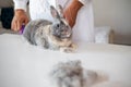 Closeup of vet doctor combing brown decorative rabbit