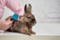 Vet combing rabbit