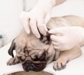 Closeup veterinarian cleans ears to a dog in vet office Royalty Free Stock Photo