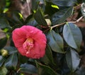 Closeup of vibrant blooming pink camelia Royalty Free Stock Photo