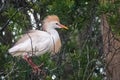 Closeup of a vibrant Cattle egret perched on a tree on a sunny day Royalty Free Stock Photo