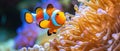 Closeup Of A Vibrant Clownfish Swimming Among Colorful Anemones