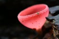 Closeup Vibrant Color Pink Burn Cup Fungi or Sarcoscypha Coccinea Found in the Rain Forest of Thailand