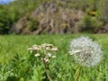 Closeup of a vibrant dandelion growing among lush, green grass in a tranquil environment