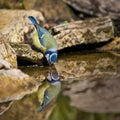 Closeup of a vibrant Eurasian blue tit drinking water with a blurry background Royalty Free Stock Photo