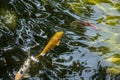 Closeup of vibrant fish glistening in the water of a pond