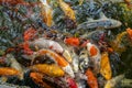 Closeup of vibrant fish glistening in the water of a pond