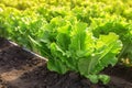 Closeup vibrant, fresh lettuce growing in an organic farm