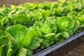 Closeup vibrant, fresh lettuce growing in an organic farm