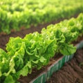 Closeup vibrant, fresh lettuce growing in an organic farm