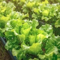 Closeup vibrant, fresh lettuce growing in an organic farm
