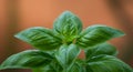 Closeup of Vibrant Green Basil Plant Royalty Free Stock Photo