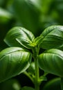Closeup of Vibrant Green Basil Plant Royalty Free Stock Photo