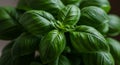 Closeup of Vibrant Green Basil Plant Royalty Free Stock Photo