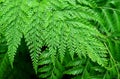 Closeup vibrant green fern leaves in the garden