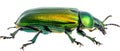 Closeup Of A Vibrant Green June Beetle On A Transparent Background