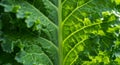 Closeup of a Vibrant Green Kale Leaf Royalty Free Stock Photo