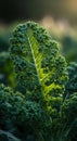 Closeup of a Vibrant Green Kale Leaf in Sunlight Royalty Free Stock Photo