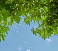 Closeup of vibrant green leaves against a blue sky background on a sunny day. Serene, beautiful nature on a bright Royalty Free Stock Photo