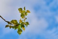 Closeup of vibrant green leaves against a blue sky copy space background on a sunny day . Serene, beautiful nature Royalty Free Stock Photo
