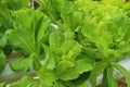 Closeup Vibrant Green Lettuces Growing in Hydroponic Containers at House`s Backyard