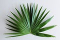 Closeup of a vibrant green palm branch on a white background. Royalty Free Stock Photo