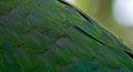 Closeup of Vibrant Green Parrot Feathers Royalty Free Stock Photo
