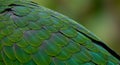 Closeup of Vibrant Green Parrot Feathers Royalty Free Stock Photo