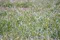 Closeup of vibrant green patch of grass Royalty Free Stock Photo