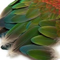 Closeup of Vibrant Green Red Parrot Feathers on White Background Royalty Free Stock Photo