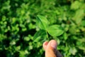 Closeup Vibrant Green Three-leaf Clover in Hand with Blurry Clover Field in Background