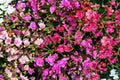 Closeup of vibrant lewisia blossoms. Royalty Free Stock Photo