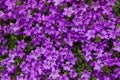 Closeup of vibrant lilac blossoms. Royalty Free Stock Photo