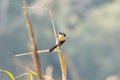 Closeup of a vibrant Long-tailed shrike perched on a plant with a blurry background