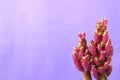 Closeup vibrant magenta mini cactus plants against pastel purple concrete wall
