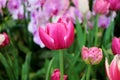 Closeup of a Vibrant Magenta Pink Tulip Among Another in the Garden Royalty Free Stock Photo