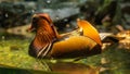 Closeup of a vibrant Mandarin duck floating on the water Royalty Free Stock Photo