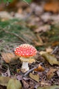 Closeup of vibrant mushrooms