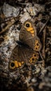 Closeup of vibrant Northern wall brown in a lush green with a blurry background