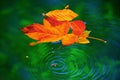 Closeup of vibrant orange autumn leaves floating on the surface of tranquil green water. Royalty Free Stock Photo