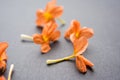 Stock photo of crossandra flowers also known as Aboli flowers in India