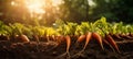 Closeup of vibrant organic carrot vegetable growing in fertile garden soil with natural background