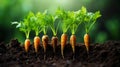 Closeup of vibrant organic carrots growing in garden soil fresh and healthy vegetable harvest