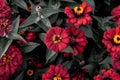 Closeup of a vibrant Peruvian zinnia with a blurry background