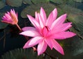 Closeup of Pink Full Boom Water Lily with a Bud in the Pond Royalty Free Stock Photo