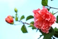 Closeup of Vibrant Pink Hibiscus Mutabilis or Cotton Flower against Blue Sky Royalty Free Stock Photo