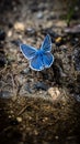 Closeup of vibrant Polyommatus eros perched on a rocky surface with a blurry background