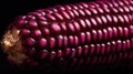 Closeup of vibrant purple corn kernel for agricultural and culinary uses Royalty Free Stock Photo