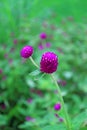 Closeup Vibrant Purple Globe Amaranth Flowers with Blurry Flower Field in the Backdrop Royalty Free Stock Photo