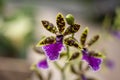 Closeup vibrant purple orchid blooming in a sunlit garden